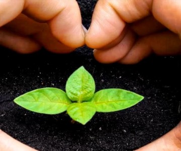 heart around small plant with hands from steel company worker