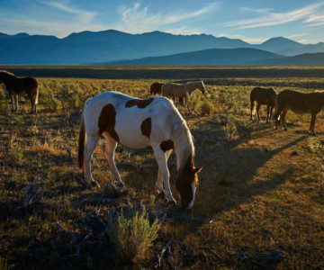 horse grazing on Idaho plains field