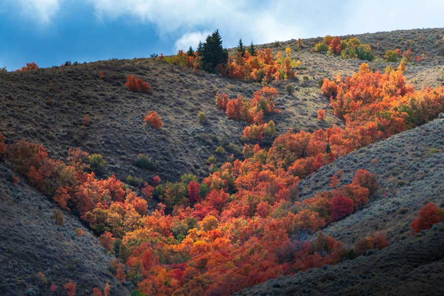 trees on mountainside near pocatello in the fall