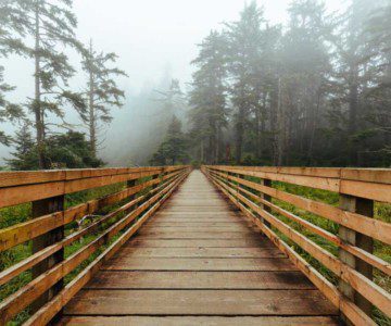 Bridge into a forest with fog