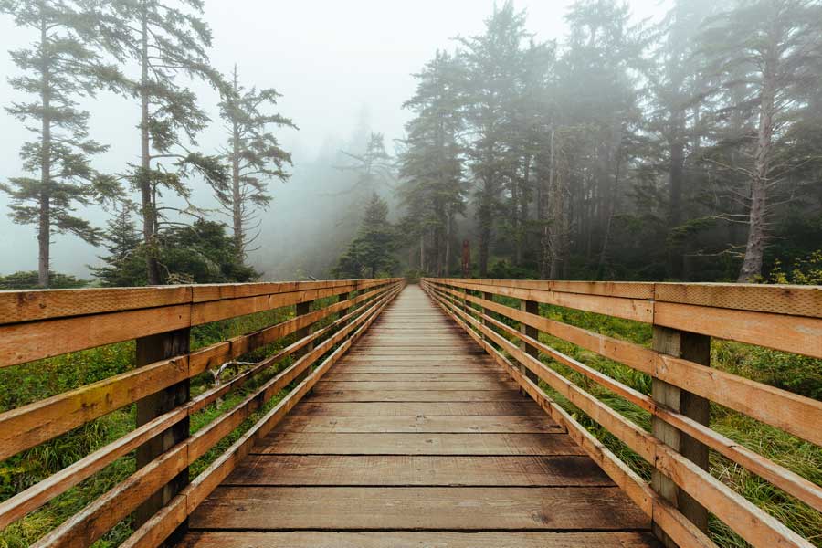Bridge into a forest with fog